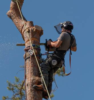 Abattage d'arbres